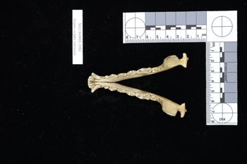 Media type: image;   Mammalogy BANGS-1992 Description: Image of skeleton specimen - dorsal view. dorsal view of mandible.;